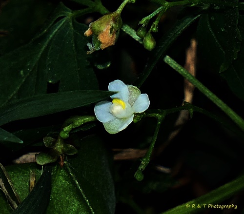 {Cardiospermum halicacabum}